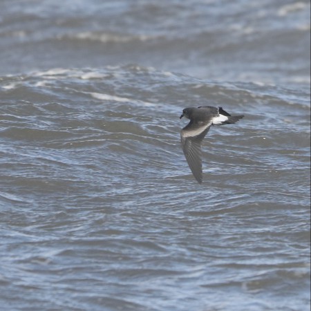 Klykstjärtad stormsvala Foto: Sven-Olof Martinsson